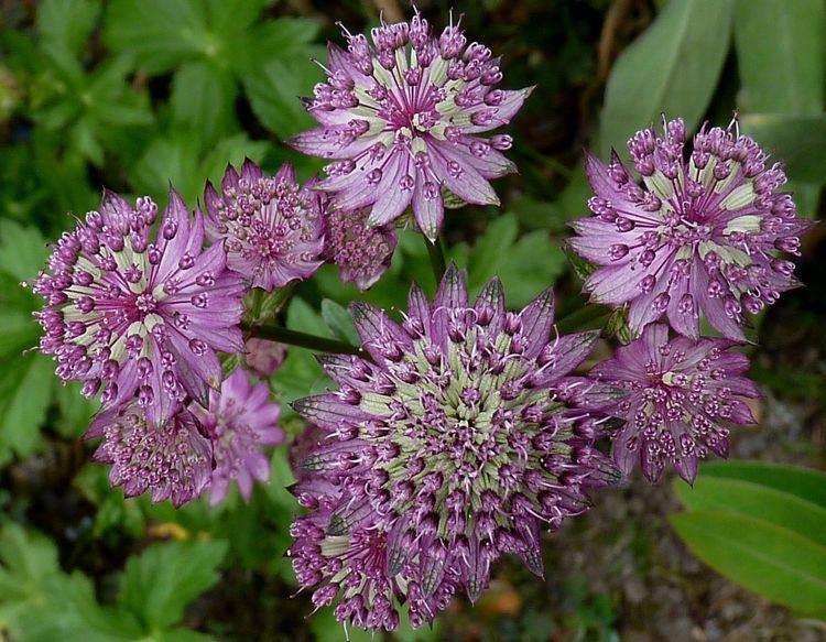 Astrantia 1000 images about Astrantia on Pinterest Search View photos and