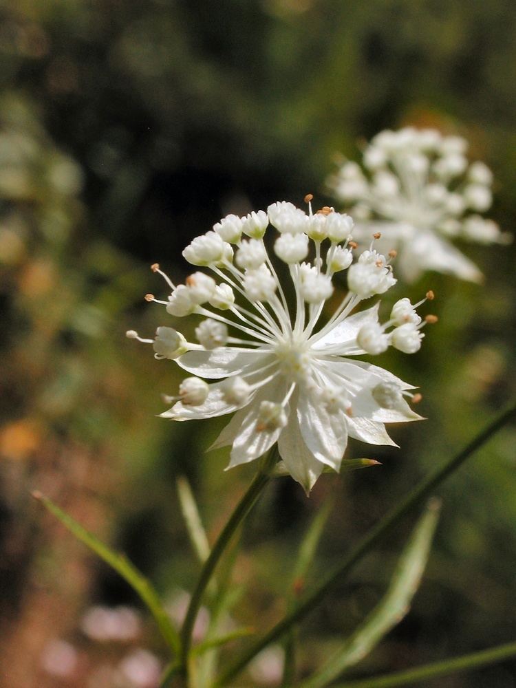 Astrantia minor Index of fioricarote