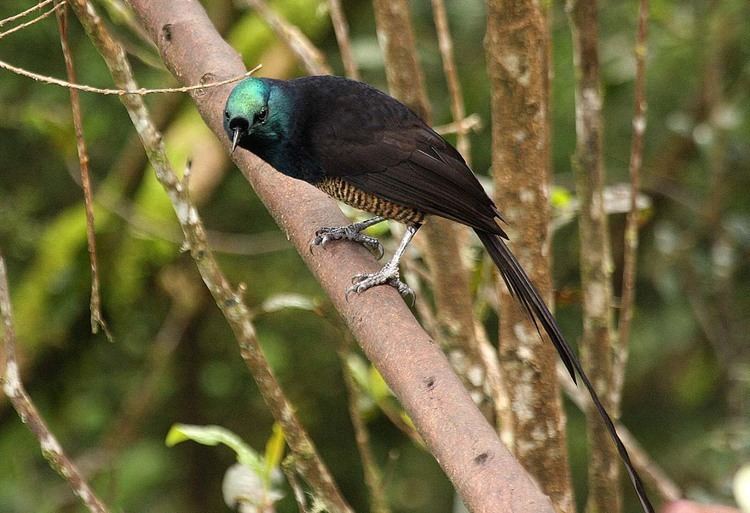 Astrapia Ribbontailed Astrapia