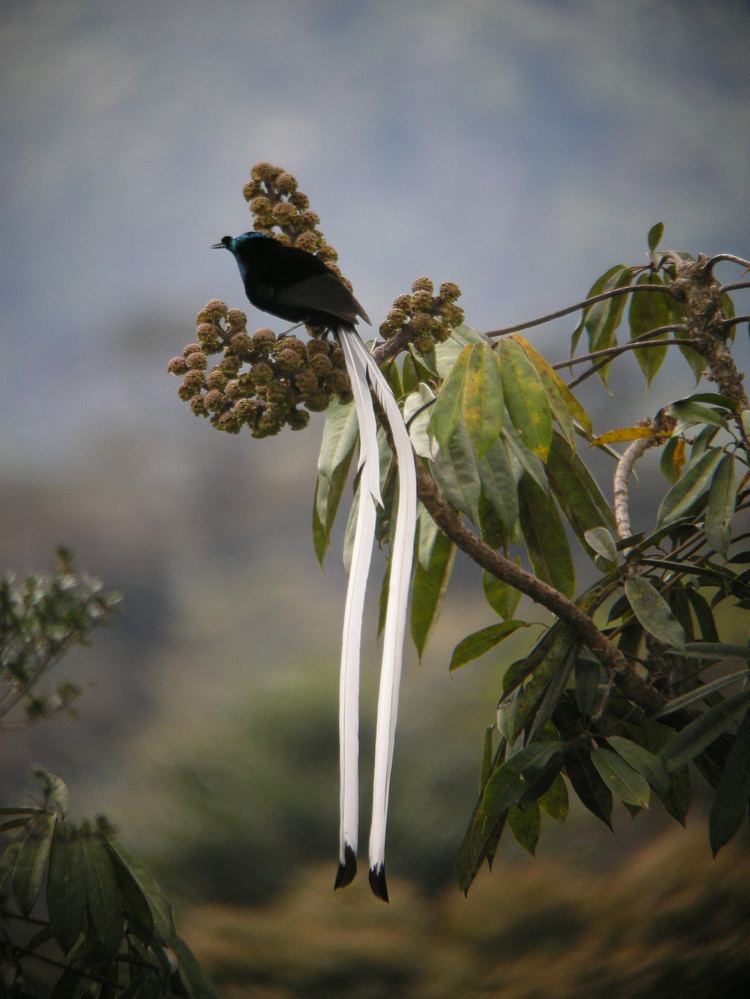 Astrapia Astrapia Wikipedia wolna encyklopedia