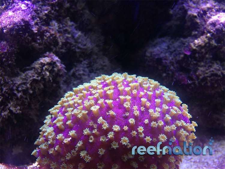 Astreopora ReefNation Thunderdome Astreopora Reef Nation