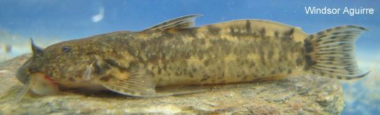 Astroblepus Freshwater Fishes of Western Ecuador Astroblepus sp