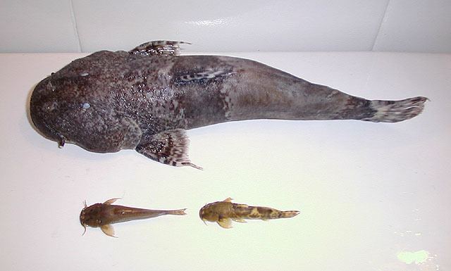 Astroblepus Fish Identification