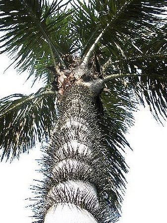 Astrocaryum Astrocaryum vulgare Palmpedia Palm Grower39s Guide