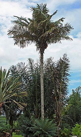 Astrocaryum aculeatum Astrocaryum aculeatum Palmpedia Palm Grower39s Guide