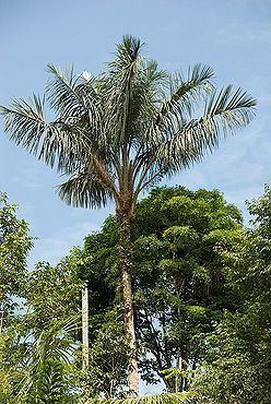 Astrocaryum chambira Astrocaryum chambira Palmpedia Palm Grower39s Guide