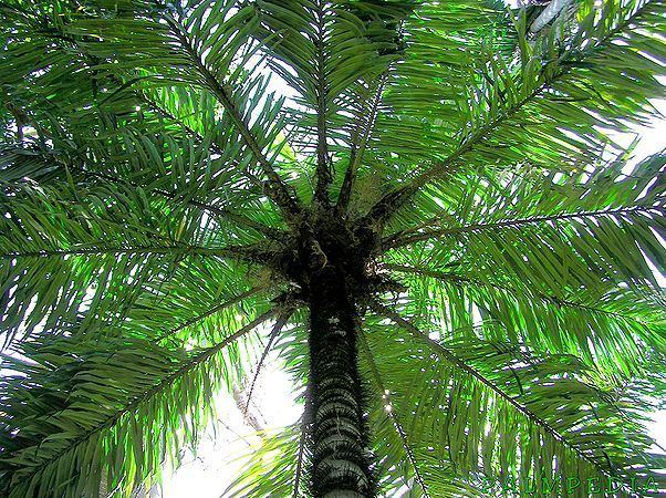 Astrocaryum Astrocaryum standleyanum Palmpedia Palm Grower39s Guide