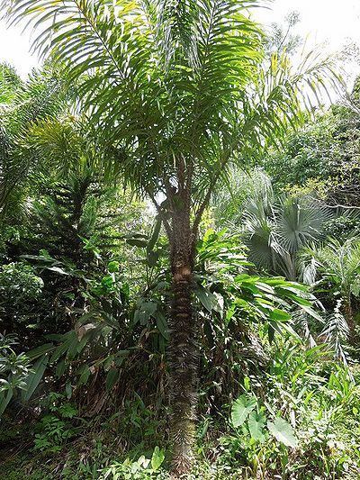 Astrocaryum murumuru Astrocaryum murumuru Palmpedia Palm Grower39s Guide