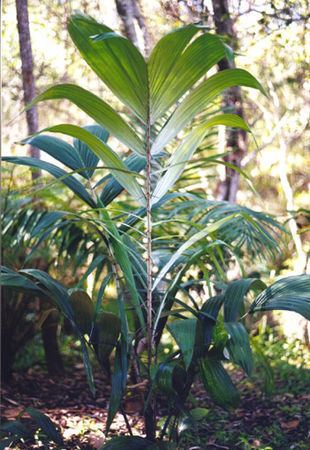 Astrocaryum murumuru Astrocaryum murumuru Palmpedia Palm Grower39s Guide