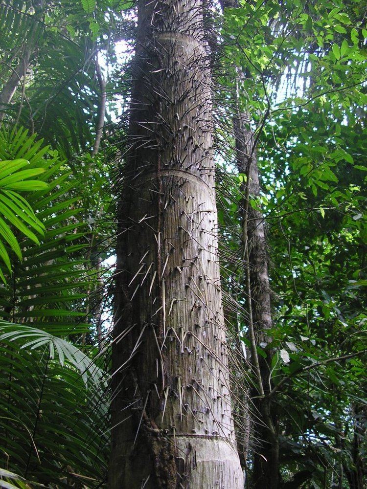 Astrocaryum standleyanum Panoramio Photo of Astrocaryum Standleyanum