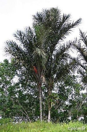 Astrocaryum vulgare Astrocaryum vulgare Palmpedia Palm Grower39s Guide