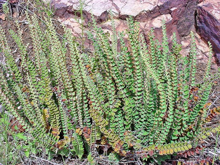 Astrolepis Vascular Plants of the Gila Wilderness Astrolepis windhamii