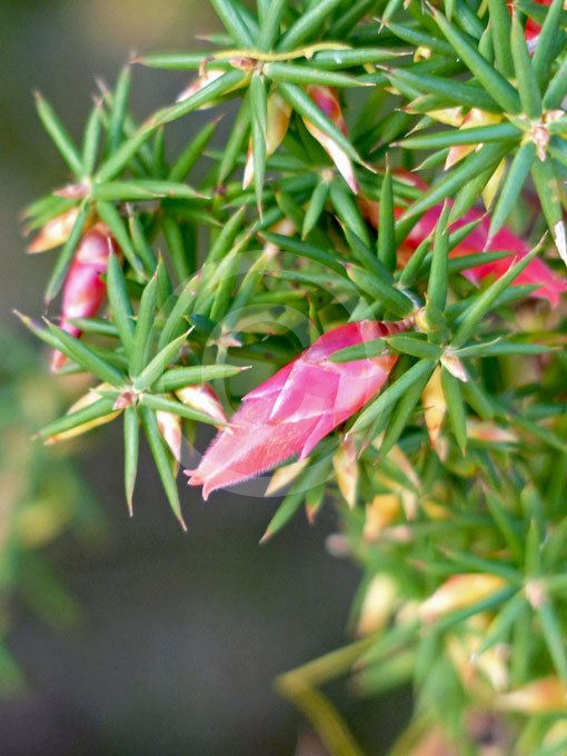 Astroloma Astroloma conostephioides Flame Heath information amp photos