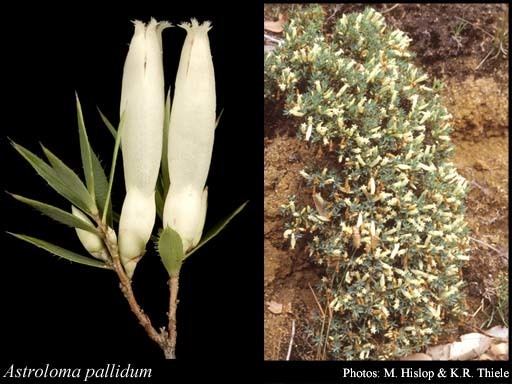 Astroloma Astroloma pallidum RBr FloraBase Flora of Western Australia