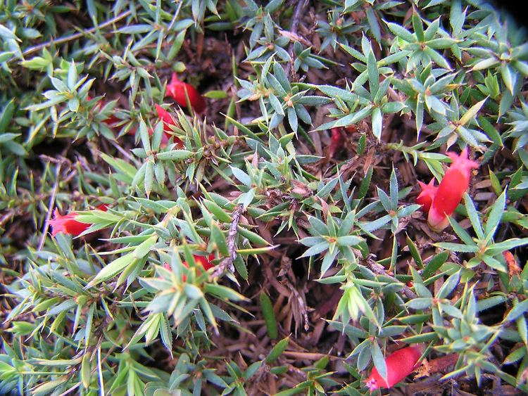 Astroloma humifusum Astroloma humifusum This matforming shrub has bright dar Flickr