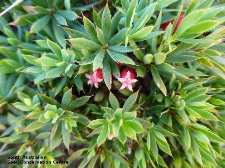 Astroloma humifusum Astroloma humifusum