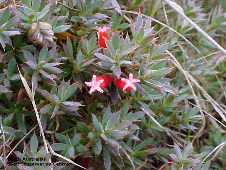 Astroloma humifusum Astroloma humifusum