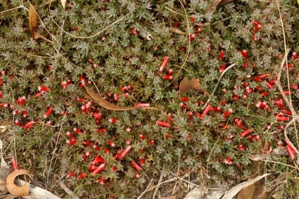 Astroloma humifusum Astroloma humifusum