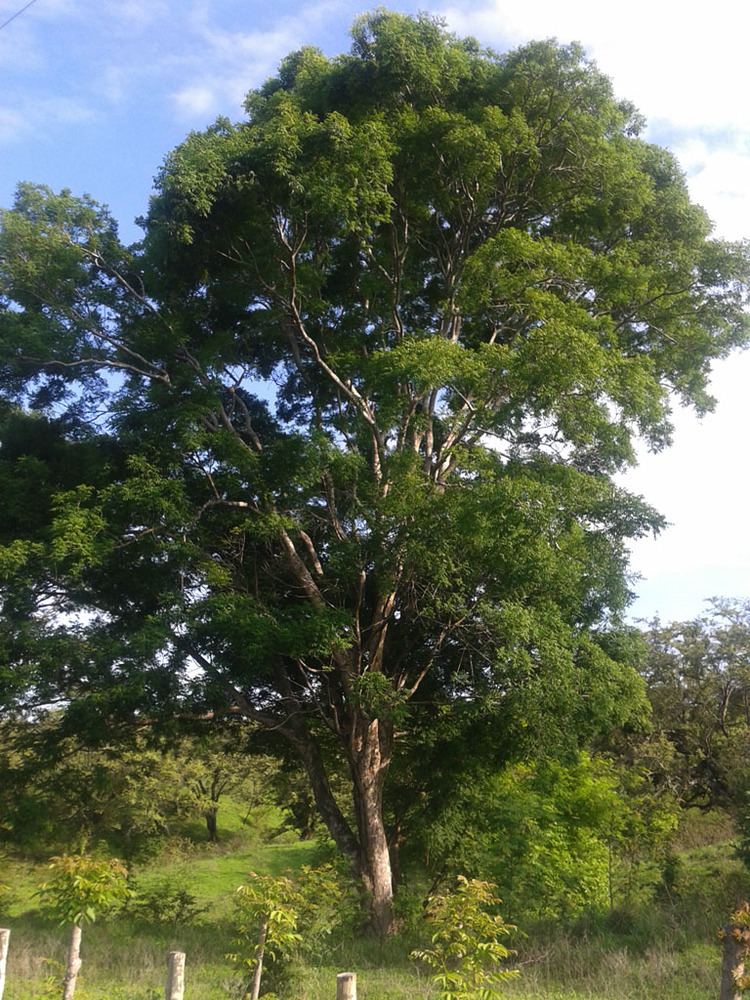 Astronium graveolens Azuero Earth Project Astronium graveolens Azuero Earth Project