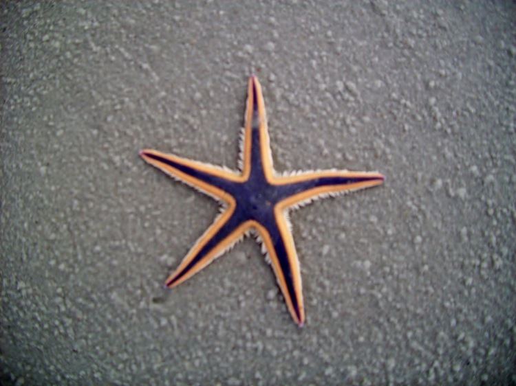Astropecten articulatus Earth is Crammed with Heaven Royal Starfish Astropecten