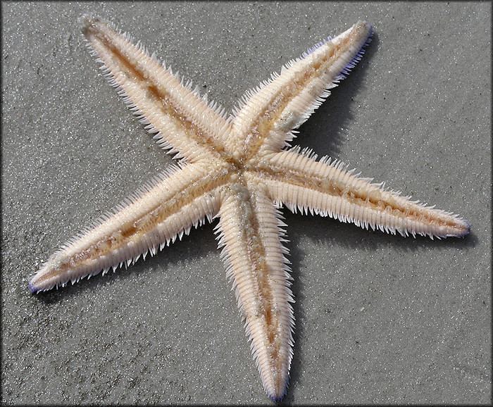 Astropecten articulatus Astropecten articulatus Say 1825 Margined Sea Star