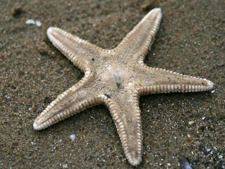 Astropecten irregularis MarLIN The Marine Life Information Network