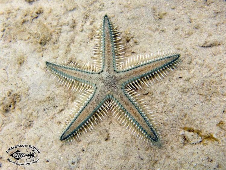 Astropecten polyacanthus Other Starfish Asteroidea Chaloklum Diving Koh Phangan Thailand