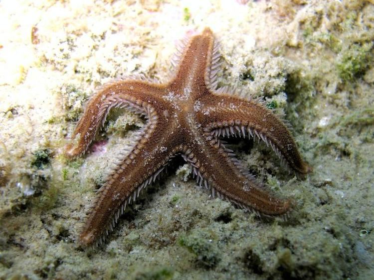 Astropecten spinulosus Astropecten spinulosus Philippi 1837 Forum Natura Mediterraneo