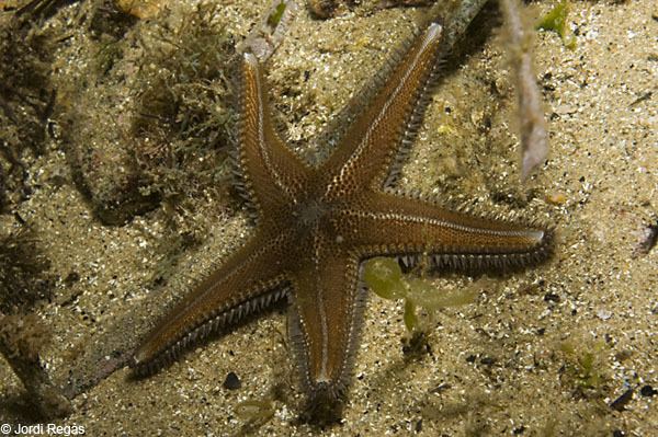 Astropecten spinulosus Club de Inmersin Biologa 18 Estrellas de mar Astropecten