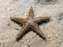 Astropecten spinulosus httpsuploadwikimediaorgwikipediacommonsthu