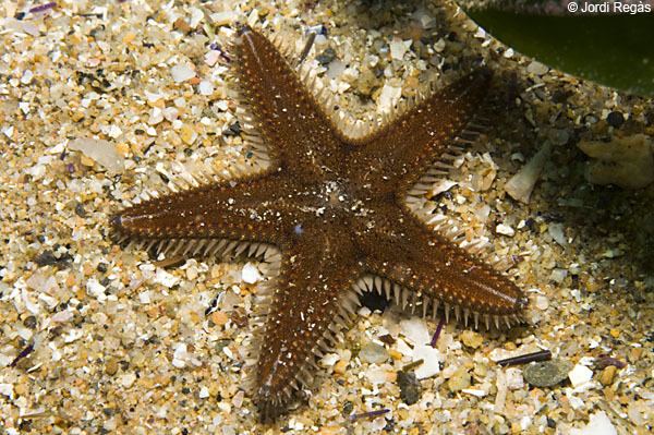 Astropecten spinulosus Club de Inmersin Biologa 18 Estrellas de mar Astropecten