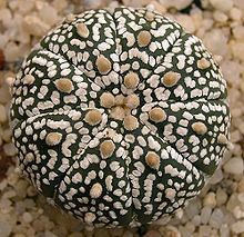 Astrophytum Astrophytum asterias Wikipedia