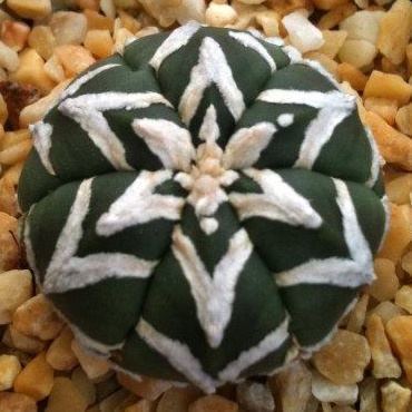 Astrophytum Astrophytum mirostigma variegated CACTUS Pinterest Cactus