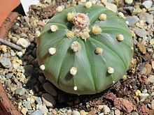 Astrophytum asterias Astrophytum asterias Wikipedia la enciclopedia libre