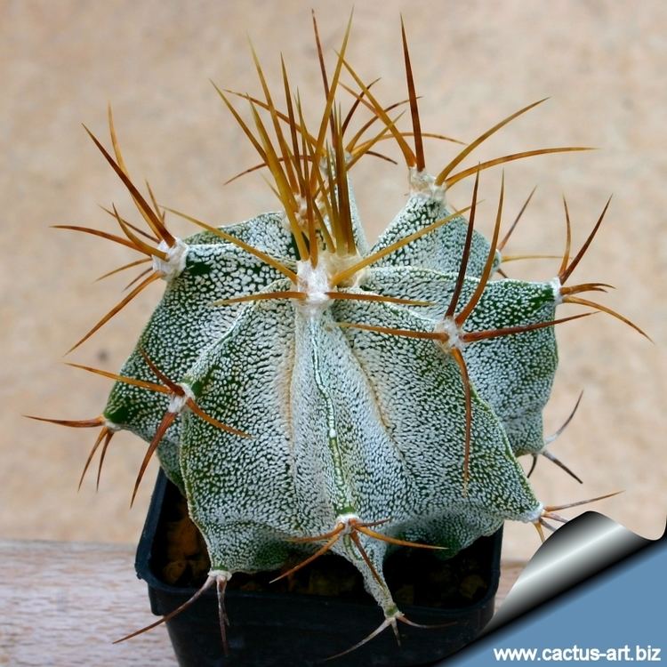 Astrophytum ornatum wwwcactusartbizschedeASTROPHYTUMAstrophytum