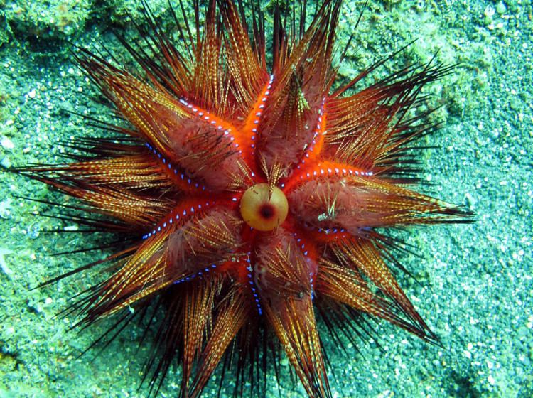 Astropyga Radiant Sea Urchin Astropyga Radiata Lembeh Strait Indonesia 2