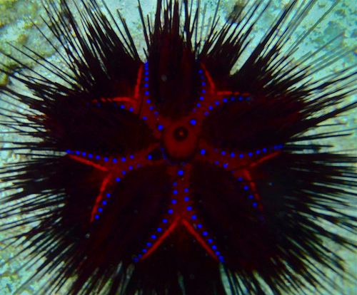 Astropyga The Echinoblog Astropyga The Radial Fiery Star Butt Urchin