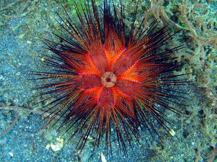 Astropyga Radiant Sea Urchin Astropyga Radiata Lembeh Strait Indonesia