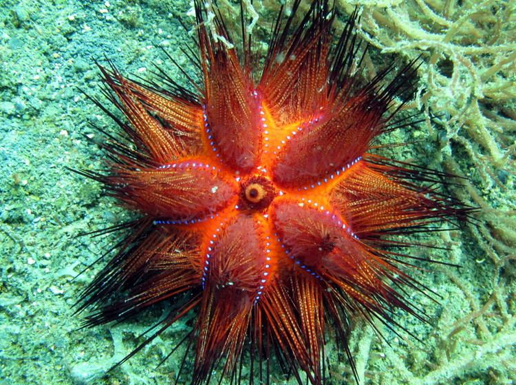 Astropyga Radiant sea urchin astropyga radiata lembeh strait indonesia 2