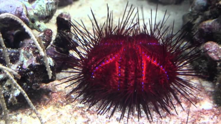Astropyga radiata Astropyga radiata Purple sea urchin YouTube