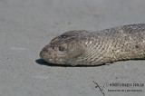 Astrotia stokesii Stokes39 Sea Snake Astrotia stokesii Photo Gallery by Wildlife