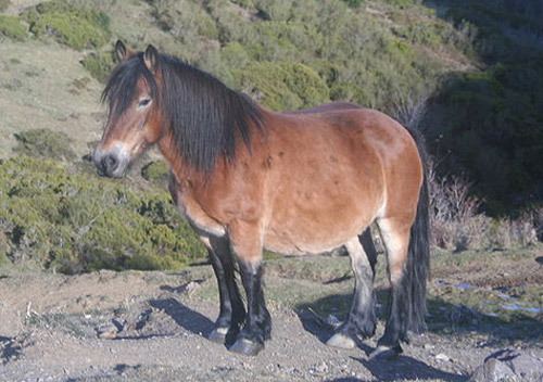Asturcón 1000 images about Asturcn Horse of Asturias on Pinterest