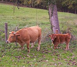 Asturian Valley cattle httpsuploadwikimediaorgwikipediacommonsthu