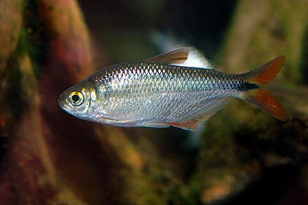 Astyanax (fish) Astyanax mexicanus Blind Cave Tetra Seriously Fish