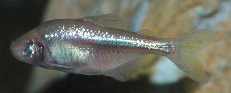 Astyanax (fish) Astyanax fish Wikipedia