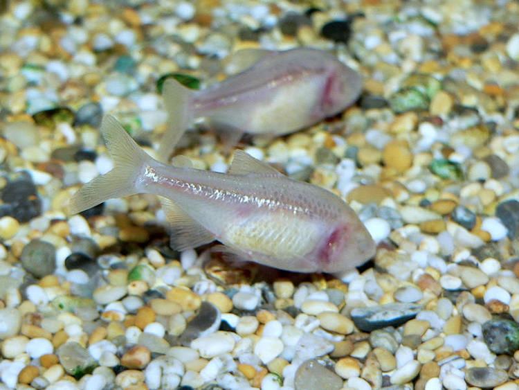 Astyanax jordani Astyanax jordani Blind cave fish Fish Tanks and Ponds