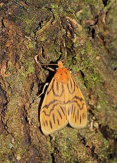 Asura fulguritis httpsuploadwikimediaorgwikipediacommonsthu