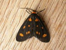 Asura (moth) httpsuploadwikimediaorgwikipediacommonsthu