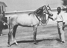 Aswan (horse) httpsuploadwikimediaorgwikipediaenthumbc