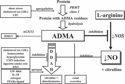 Asymmetric dimethylarginine Origin and fate of asymmetric dimethylarginine ADMA ADMA